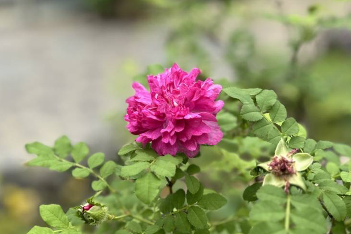 意外と花が好きです。好きな花は特にコレといってありませんが、 植物園や道端で咲いている花を写真に撮るのが好きです。